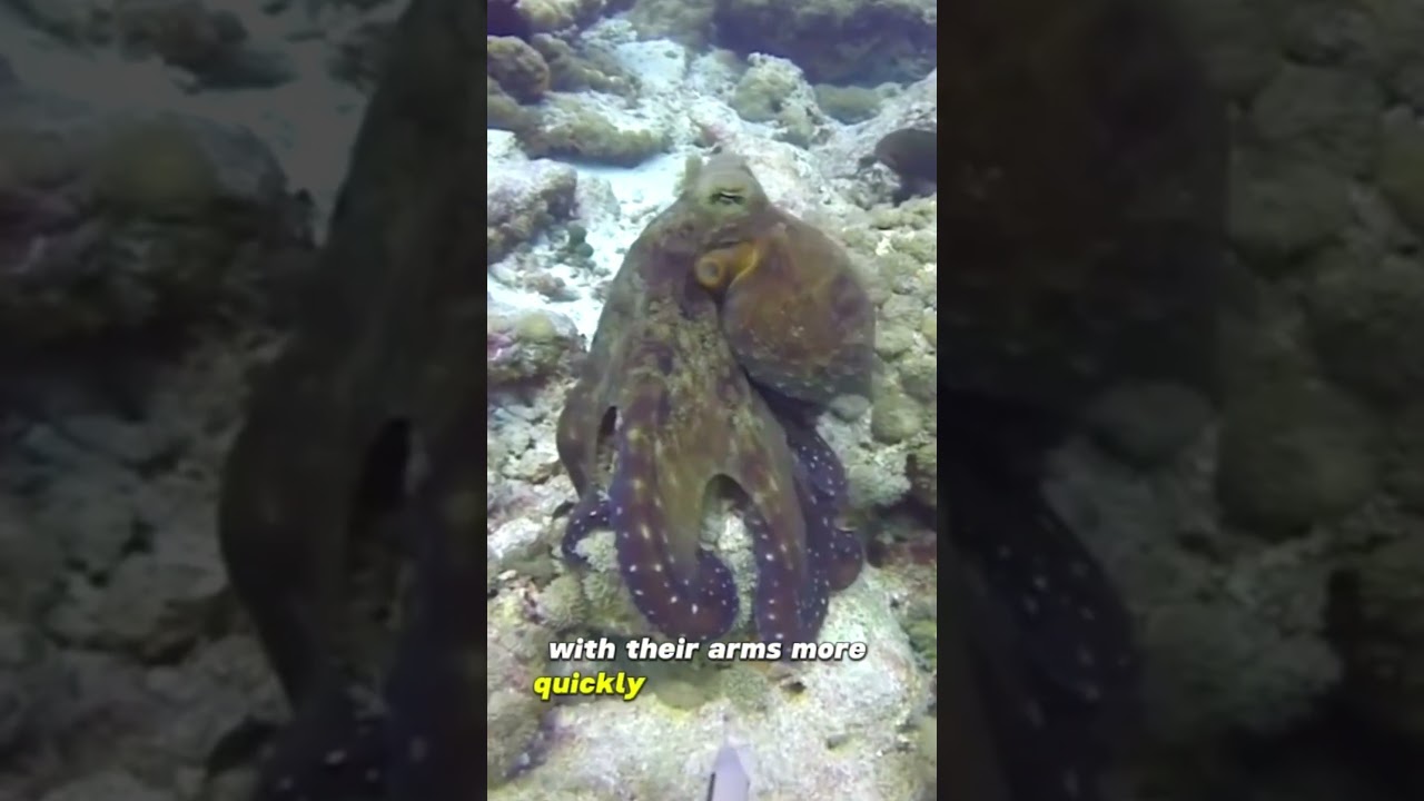 The most intelligent marine species on Earth?! 