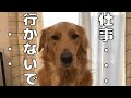 仕事に行ってほしくない愛犬が可愛すぎる・・・【ゴールデンレトリバー】