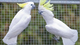 Cocaktoo shower timing 🥰😍#zaalentertainment  #subscribe #share  #birds screenshot 5