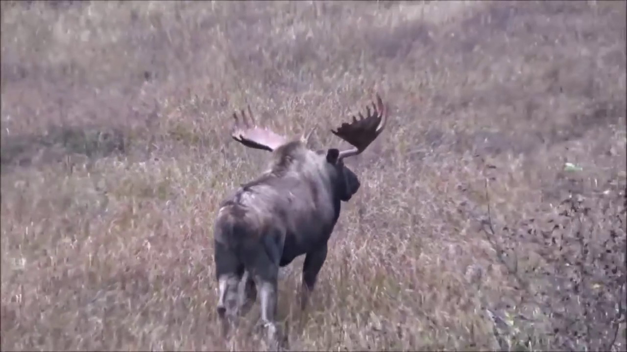 Incredible Moose Hunting YouTube
