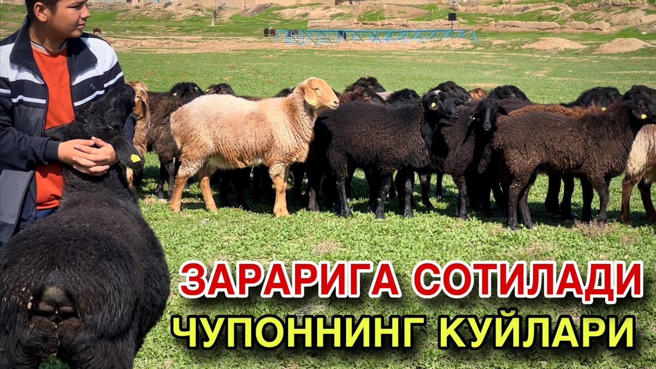 ЕНДИ ОЛИНГ ДУСТЛАР! ☎️+998 91 633 9000