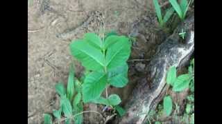 Key Ingredients of Habenaria acuminata Formulations from Pankaj Oudhia s Medicin