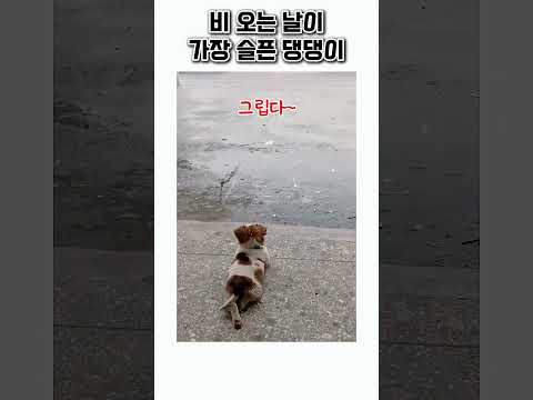 비오느날이 제일 슬픈 댕댕이 thumbnail