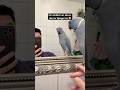 Ich denke, Lui weiß, das er das im Spiegel ist 😊 #ringneckparrot #talkingparrot #halsbandsittich