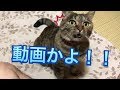 【猫動画】みんなでにゃろめさんが何を言ってるか考えてみよー！What does the cat say?