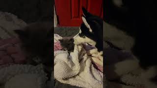 Our akila and Sasha she's so curious. #catlovers #huskiesofyoutube #huskiesofinstagram #shorts #cat