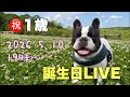 まるっちょ 1歳 誕生日LIVE【vol.2】