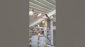 $2000 worth of Goldfinches