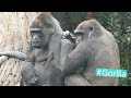 Gorilla Grooming ゴリラの毛づくろい