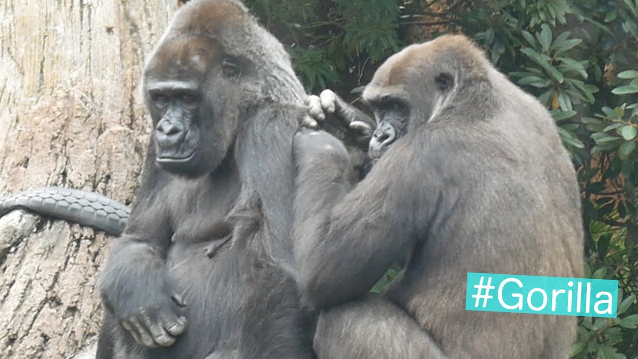 Gorilla Grooming ゴリラの毛づくろい - YouTube