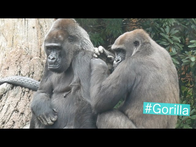 Gorilla Grooming ゴリラの毛づくろい - YouTube