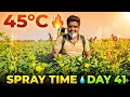 ఇంతgrowth expectచేయలేదు.crop full joshలో ఉంది!🍈Right careఇస్తేnatureఎలాreward ఇస్తుందోఇదేexample👨🌾✨