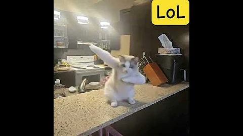 Watch the video about #cats #cattype #catshorts #cute #ragdollcat #kitty #kittykitty #funny