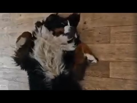 Bernese Mountain Dog asks for a belly rub #Shorts