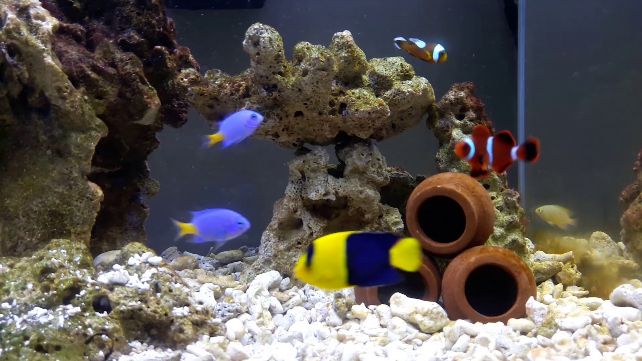 Bicolor Angelfish, maroon clownfish and damsel fish - YouTube