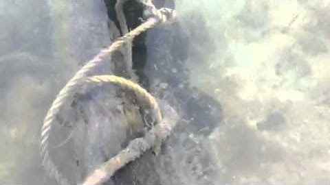 Seahorse on Caye Caulker Pt 1