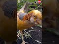 🐦 bird #animals #trending #viral #shorts #ssm