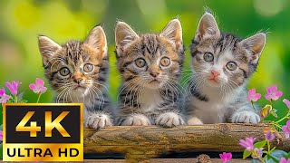 Magic Moment Of Baby Animals That Eliminates Stress, Releases Melatonin and Toxins (4K)