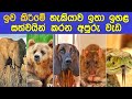 Animals That Have The Strongest Sense Of Smell | ඉව කිරීමේ හැකියාවෙන් ඉතාමත් ඉදිරියෙන් සිටින සතුන්