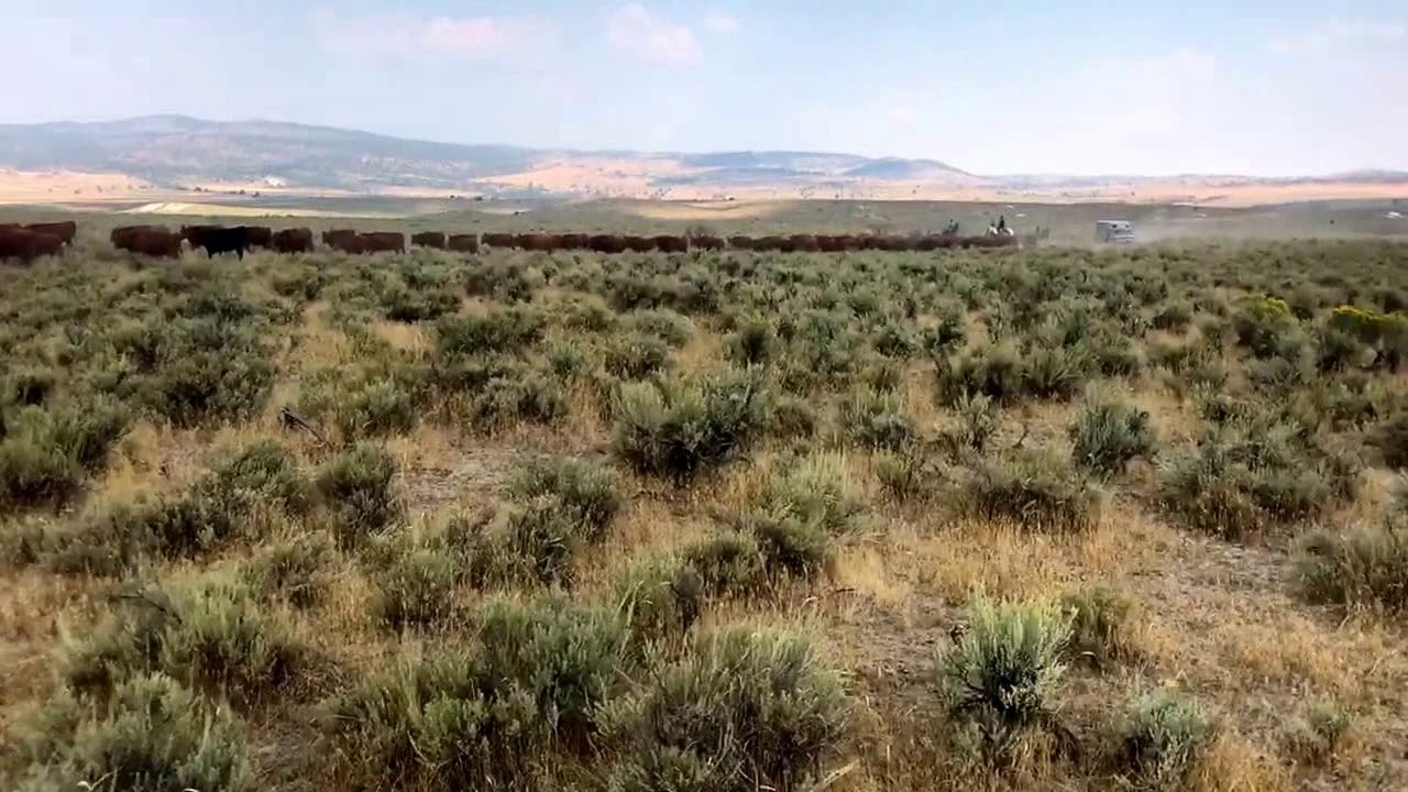 Cattledrive Otis Creek Ranch, Drewsey, Oregon