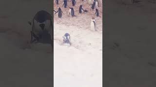 First Time I Saw The Penguin How To Each Other?