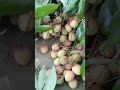 Home production lychee || trending || ytshorts @RumitaRiseandShine