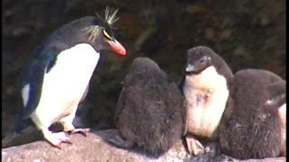 Antarctic Cruise - New Island, Falkland Islands, January 19, 2001, Part 1
