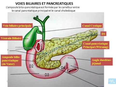 duodénopancreas et veine porte partie 1