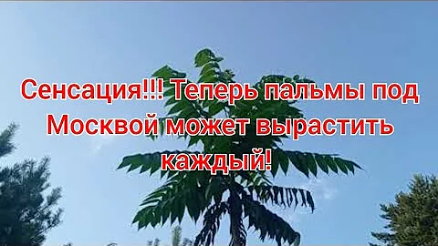 Сенсация!!! Теперь пальмы под Москвой может вырастить каждый! Раскрываю секрет!