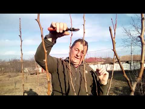 Video: 3 moduri de a trata tulpina vițelului