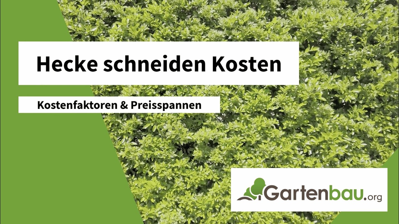 zamioculcas zimmerpflanze Zamioculcas Raven 80–100 cm – Schwarze Glücksfeder Zimmerpflanze