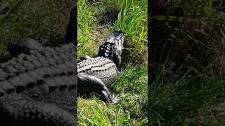 North Augusta SC. Swamp #magic #sanctuary #alligators #wildlife #gators #nature #alligatorwalk