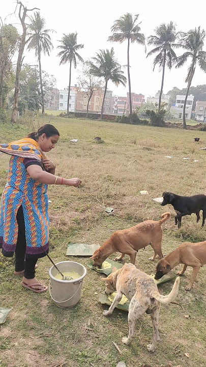 voice for the voiceless 🐕💗#street #dog #help #food #love #shorts #viralvideo #youtubeshorts