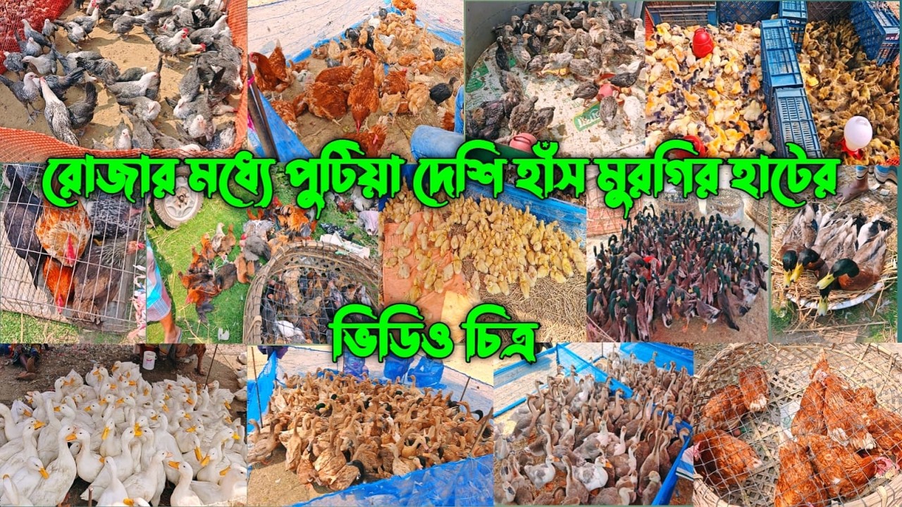 ২৮/০২/২০২৬ রোজার মধ্যে পুটিয়া দেশি হাঁস মুরগির হাটের ভিডিও চিত্র