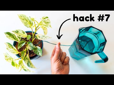 Video: Husplantetips og tricks: Geniale hacks til indendørs planter