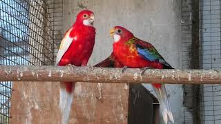 Попугаи розеллы кормят птенцов. Rosella parrots feed their chicks.