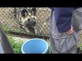 もぐもぐタイム飼育員さんにウッキウキのリカオンが可愛いすぎる❤ Funny and cute lycaon feeding time 【Cute animal videos】【ズーラシア】