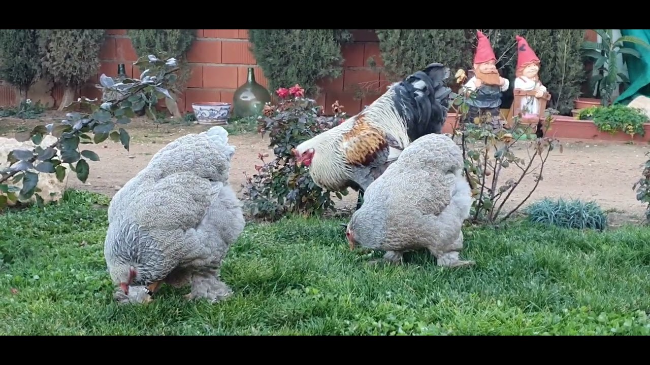 Trío de brahma BSO !