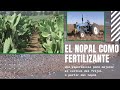 BENEFICIOS DEL NOPAL | ABONO ORGÁNICO PARA CULTIVAR FRIJOL