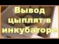 Вывод цыплят в инкубаторе