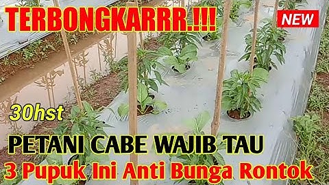 DENGAN 3 PUPUK INI CABE UMUR 30 HST LANGSUNG BERBUNGA LEBAT ANTI RONTOK || pertanian Cabe (Part 11)