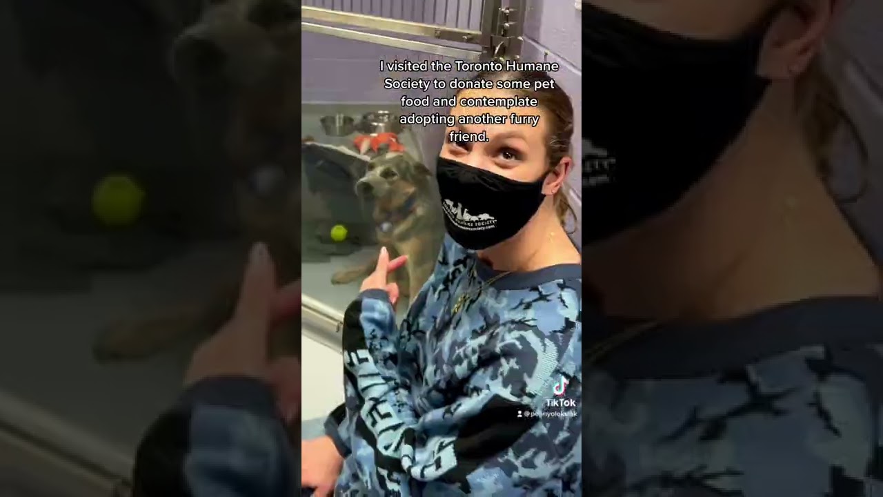 Meeting all the pets at the Toronto Humane Society 🫶🏻