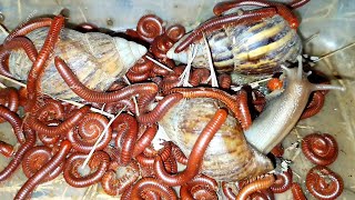 Wow! There Are Hundreds Of Red Millipedes At Night I Caught On The Cool Land | Bug Millipedes