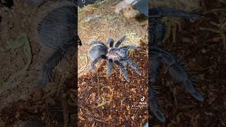 Tliltocatl Albopilosus Sling Feeding #tarantula #tarantulasoftheworld #spider #tarantulafeeding