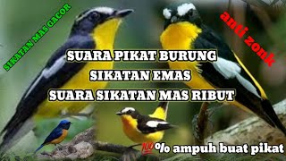 suara pikat burung sikatan emas di jamin ampuh