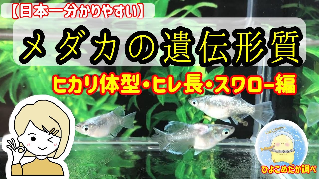 初心者向け】日本一分かりやすい！ヒカリ体型・ヒレ長・スワロー編 