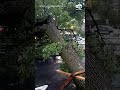 Heavy rainfall, thunderstorms bring flooded roadways, downed trees in New York City