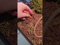 Ball Python Enclosure Humidity Setup
