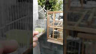 🐦🦜pinzón mexicano joven (gorrión  ) 🐦🦜