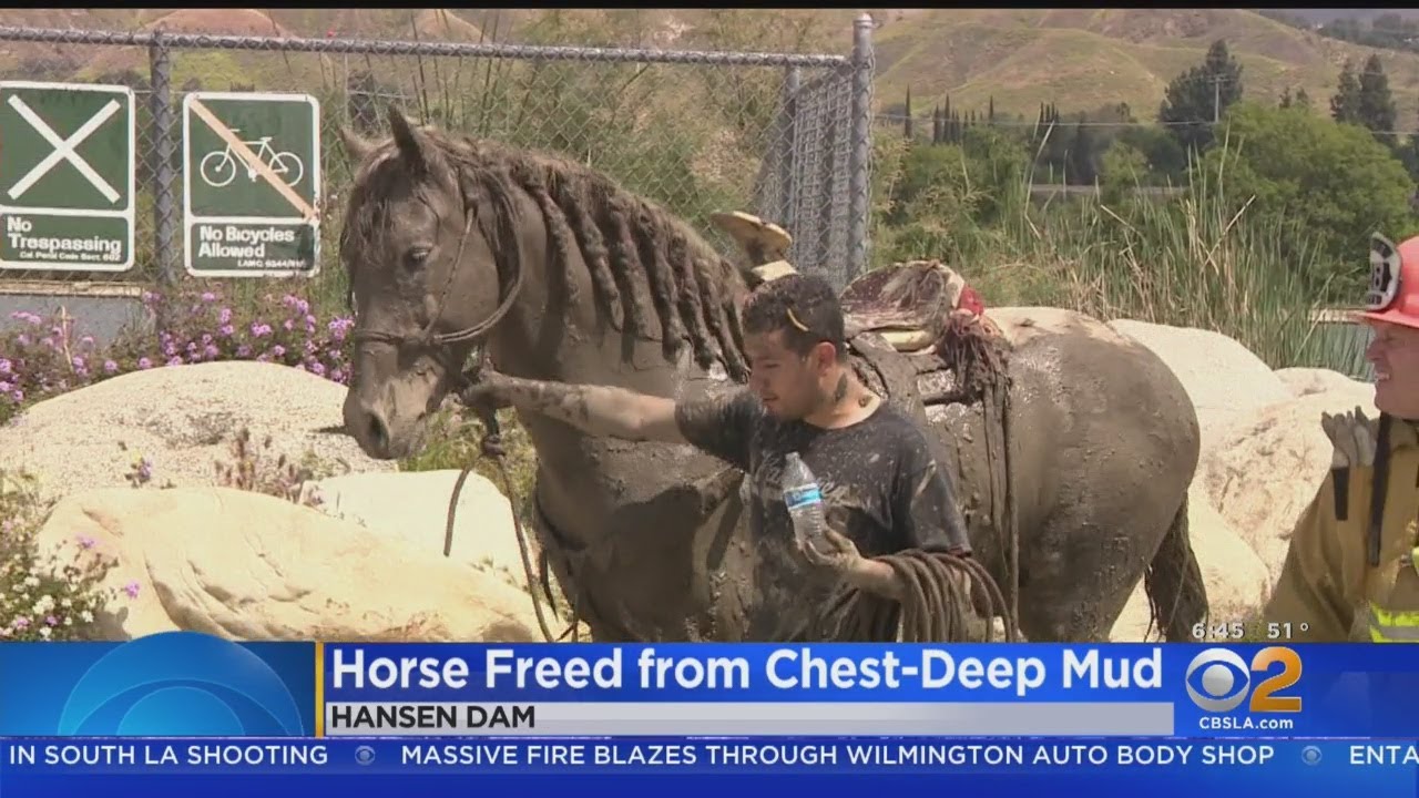 Rescuers Free Horse Stuck In Mud Up To Its Chest At Hansen Dam - YouTube